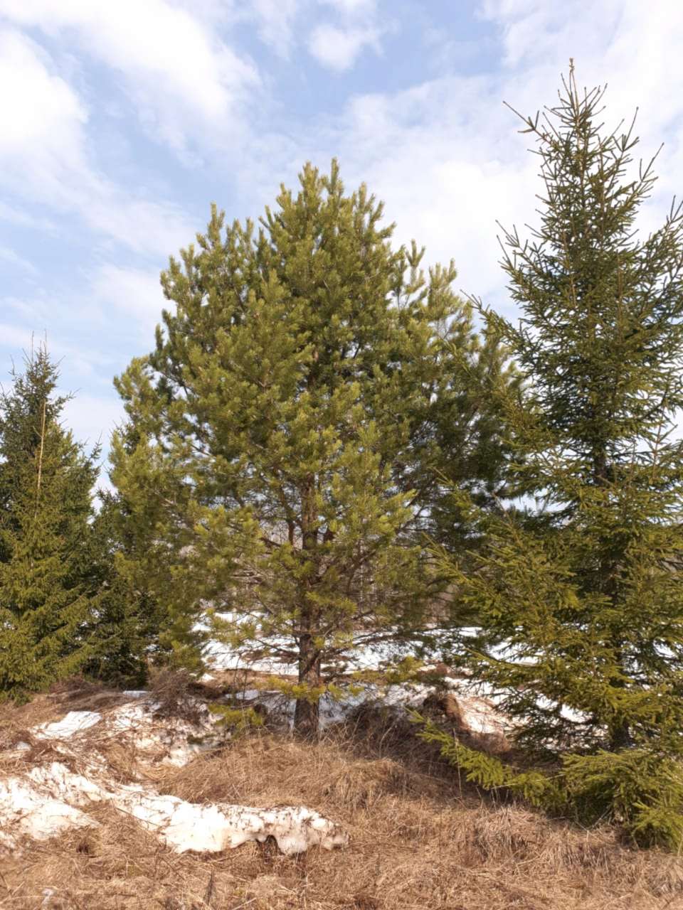 Сосна обыкновенная/ Pinus silvestris Сосна обыкновенная/ Pinus silvestris