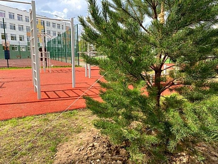Озеленение территории Гимназии №3 в микрорайоне в Алматы