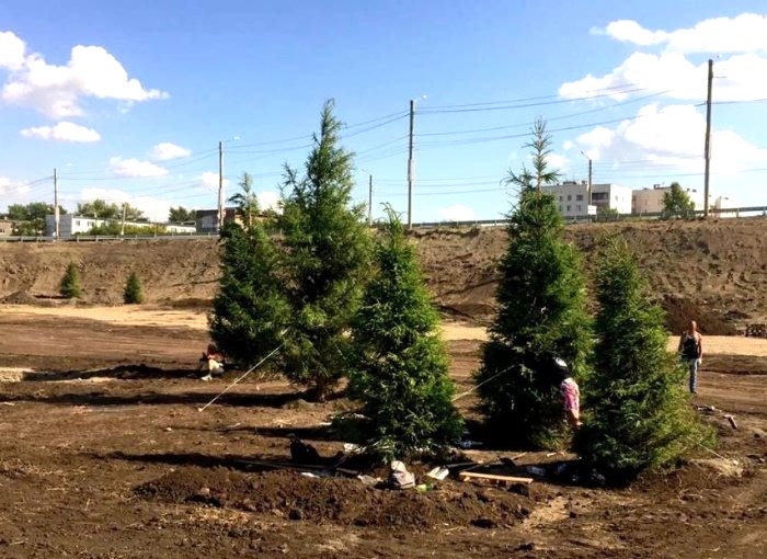 Масштабное озеленение автодороги «Меридиан»