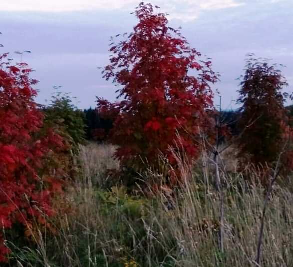 Рябина обыкновенная/ Sórbus aucupária Рябина обыкновенная/ Sórbus aucupária