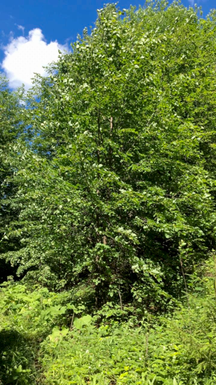 Липа мелколистная/ Tilia cordata Липа мелколистная/ Tilia cordata