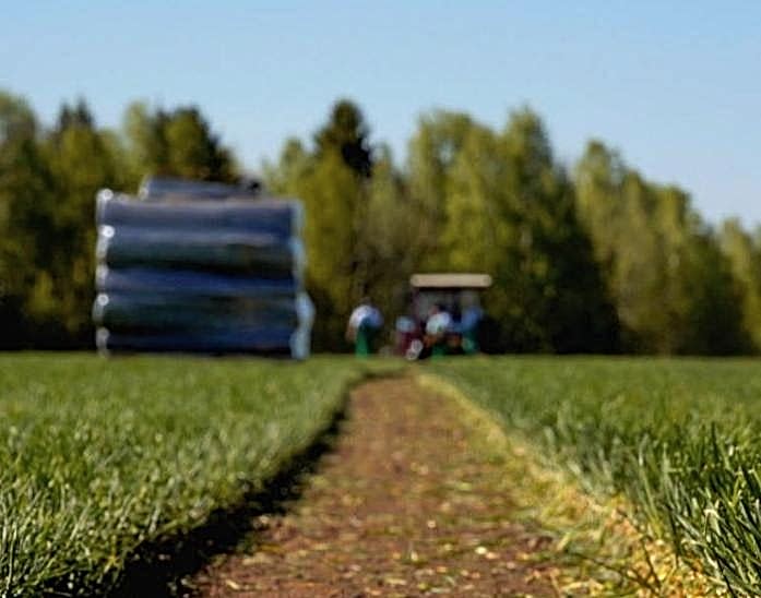 Закрытие сезона срезки 2023 года