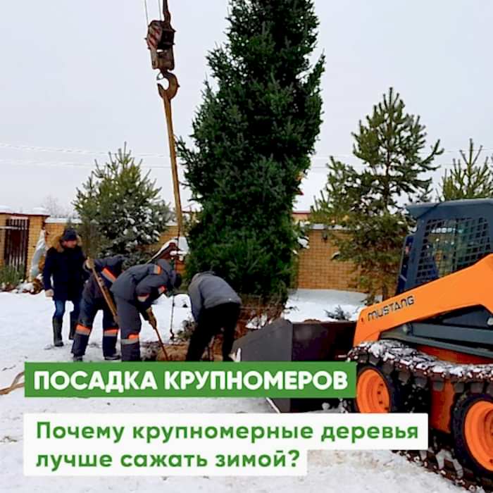 Посадка крупномеров
