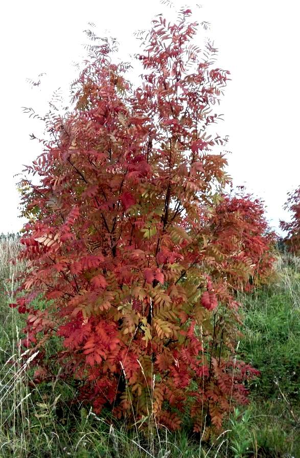 Рябина обыкновенная/ Sórbus aucupária Рябина обыкновенная/ Sórbus aucupária