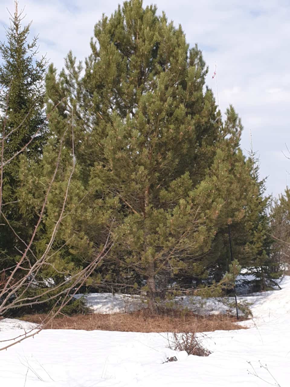 Сосна обыкновенная/ Pinus silvestris Сосна обыкновенная/ Pinus silvestris