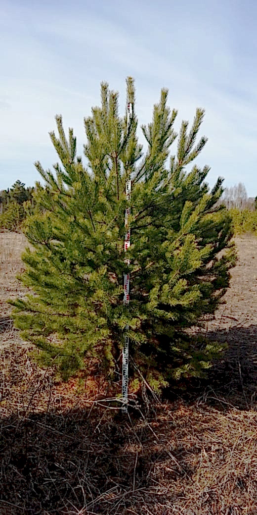 Сосна обыкновенная/ Pinus silvestris Сосна обыкновенная/ Pinus silvestris