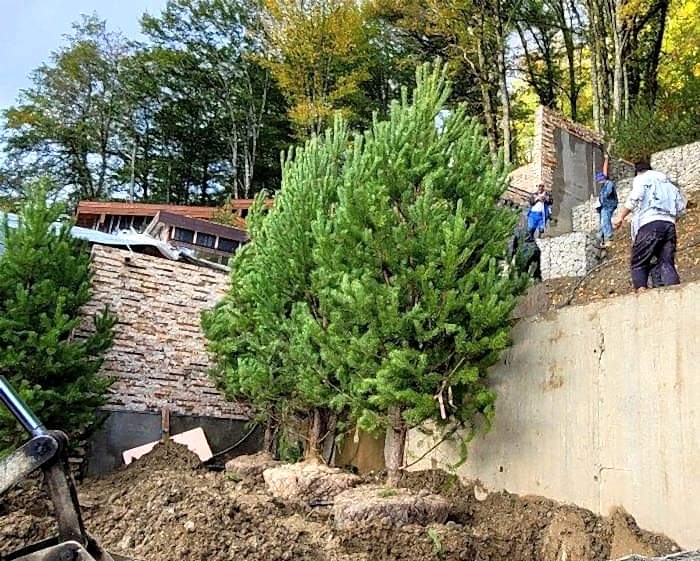 Посадка крупномеров в Сочи