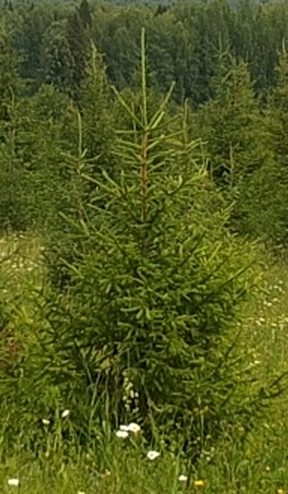 Ель обыкновенная/ Pícea ábies Ель обыкновенная/ Pícea ábies