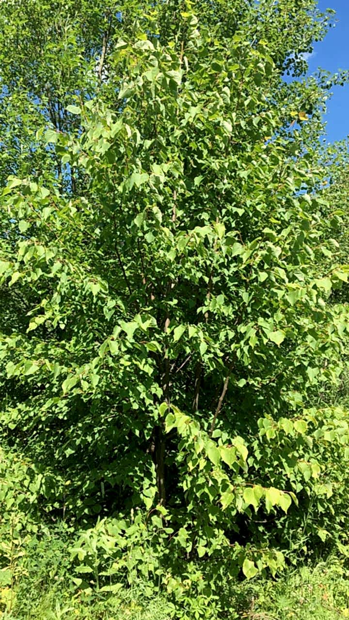 Липа мелколистная/ Tilia cordata Липа мелколистная/ Tilia cordata