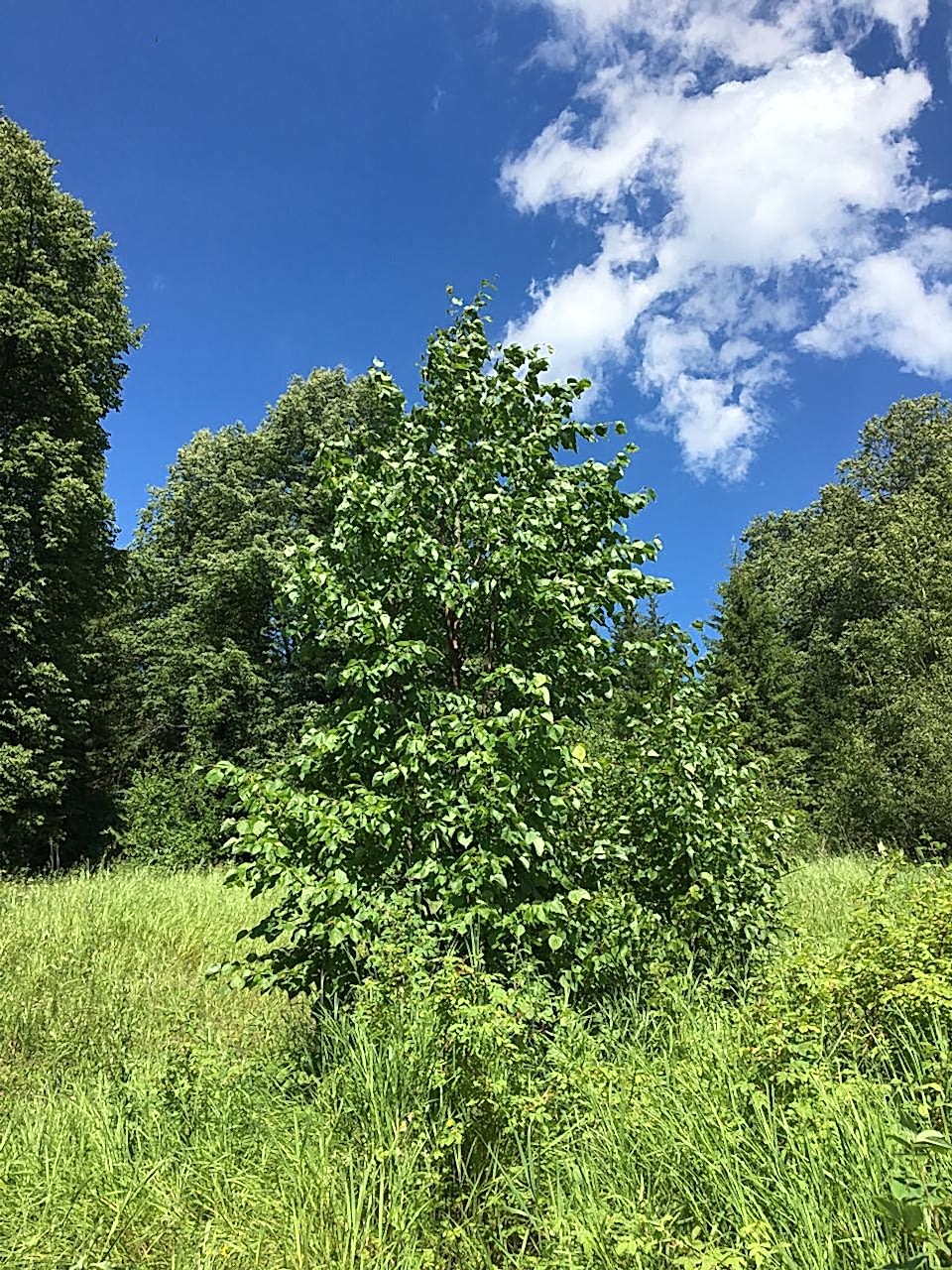 Липа мелколистная/ Tilia cordata Липа мелколистная/ Tilia cordata