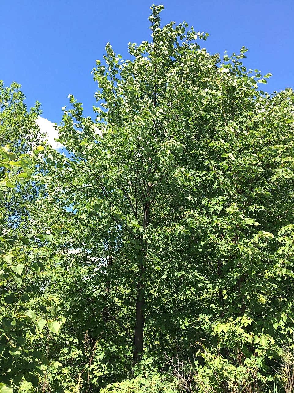 Липа мелколистная/ Tilia cordata Липа мелколистная/ Tilia cordata