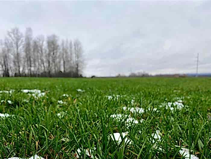 5 причин купить рулонный газон зимой!