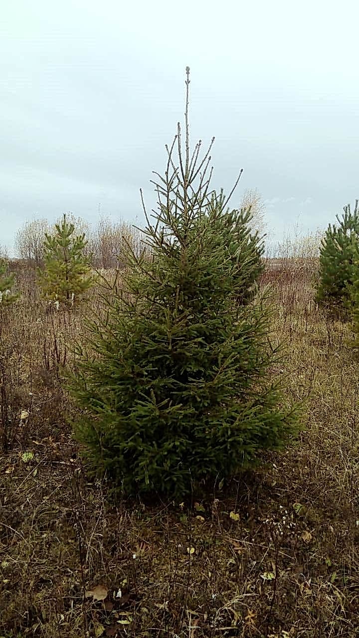 Ель обыкновенная/ Pícea ábies Ель обыкновенная/ Pícea ábies