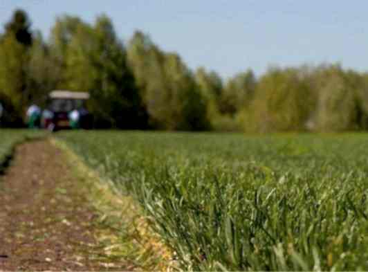 Начало сезона срезки рулонного газона в 2024 году