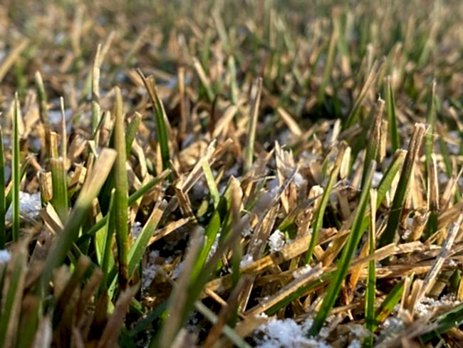 Рулонный газон в апреле 2022 года