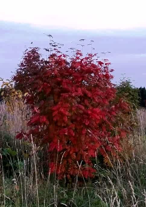 Рябина обыкновенная/ Sórbus aucupária Рябина обыкновенная/ Sórbus aucupária