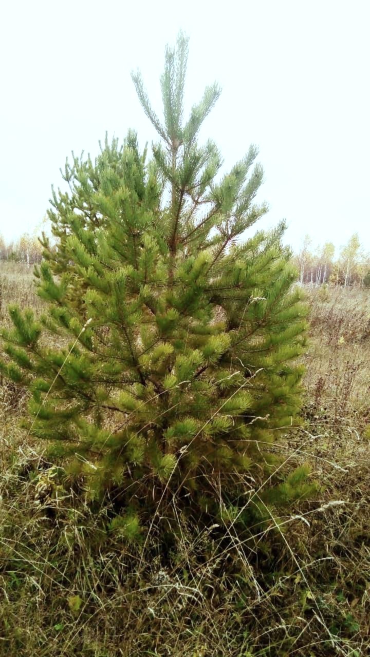 Сосна обыкновенная/ Pinus silvestris Сосна обыкновенная/ Pinus silvestris