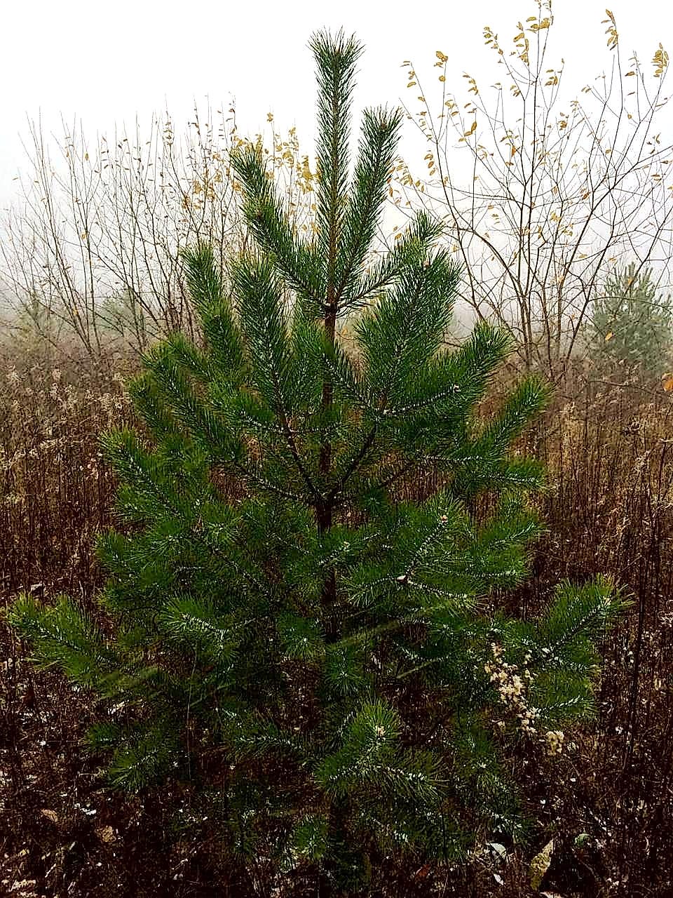 Сосна обыкновенная/ Pinus silvestris Сосна обыкновенная/ Pinus silvestris