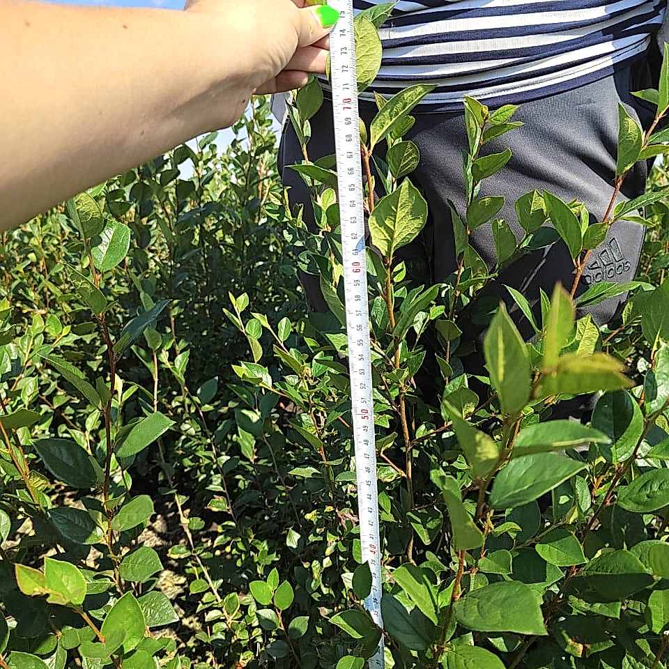 Кизильник блестящий 80-100 см Кизильник блестящий 80-100 см