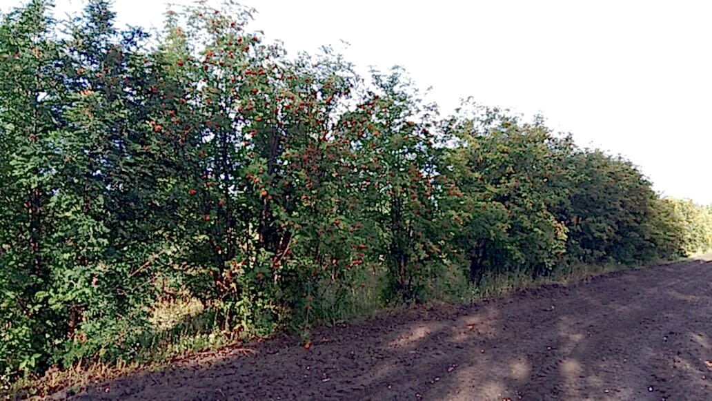 Рябина обыкновенная/ Sórbus aucupária Рябина обыкновенная/ Sórbus aucupária