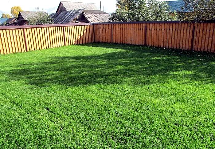 Виды рулонного газона