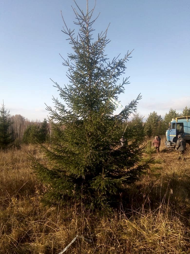 Ель обыкновенная/ Pícea ábies Ель обыкновенная/ Pícea ábies