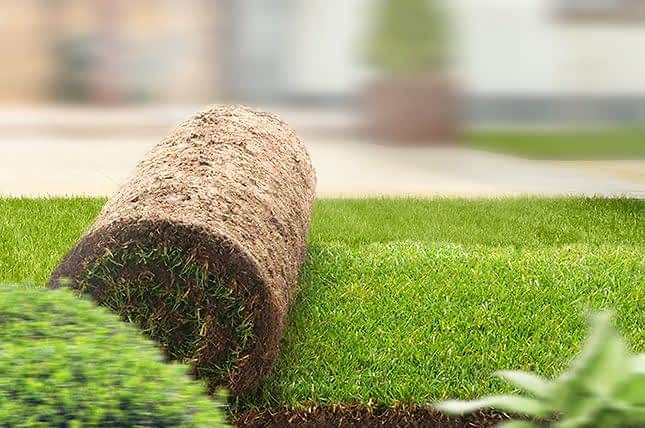 Виды газонных трав