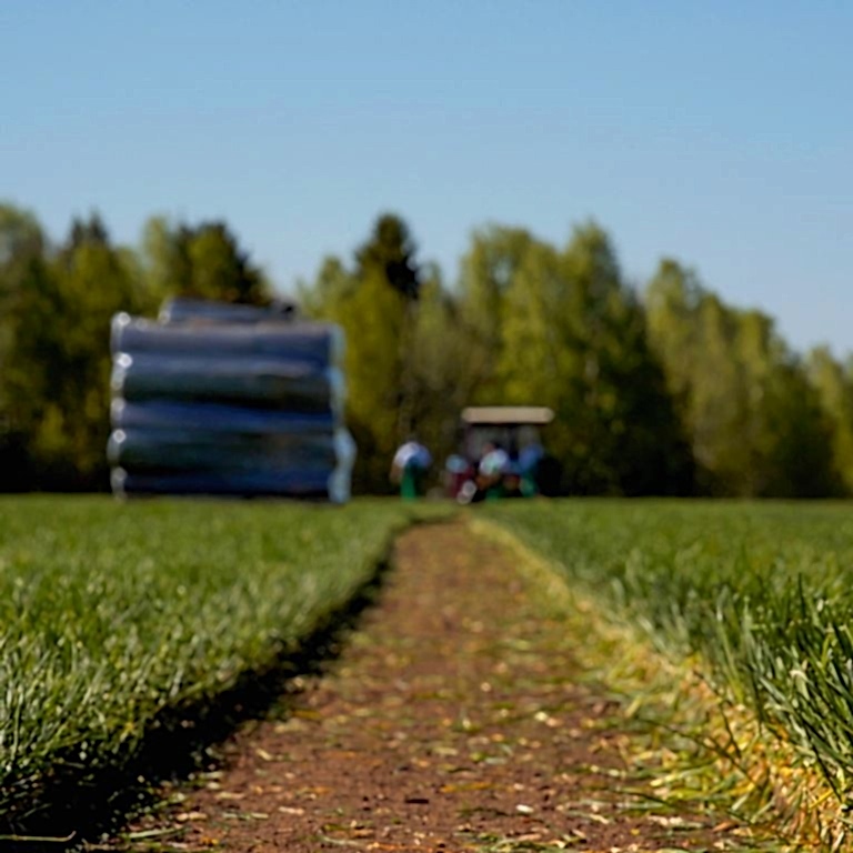 Закрытие сезона срезки 2023 года Закрытие сезона срезки 2023 года