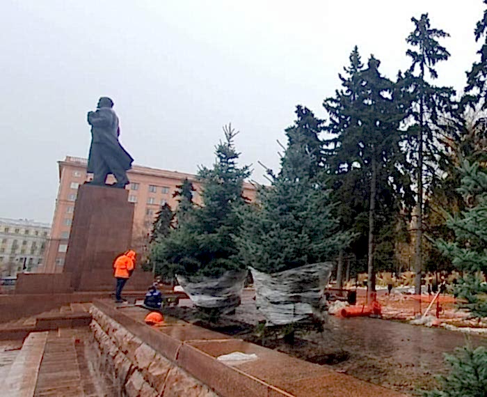 Поставка голубых елей в Астана 