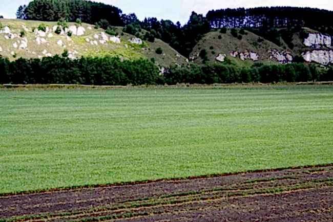 Когда газон будет готов?