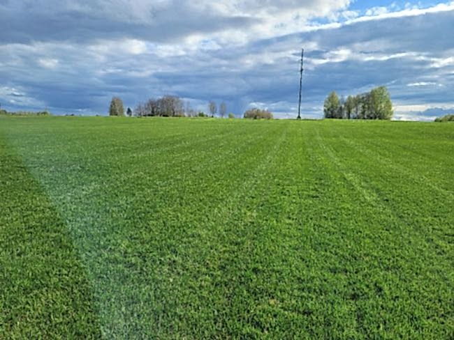 Рулонный газон в мае 2022 года