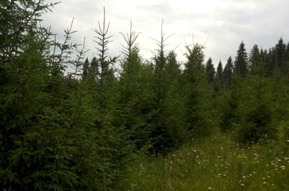 Ель обыкновенная/ Pícea ábies Ель обыкновенная/ Pícea ábies