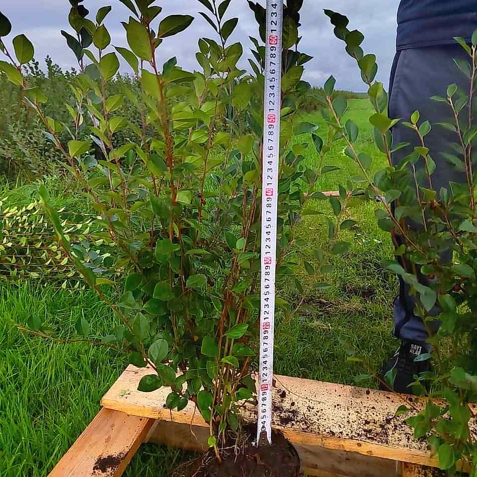 Кизильник блестящий 60-80 см Кизильник блестящий 60-80 см