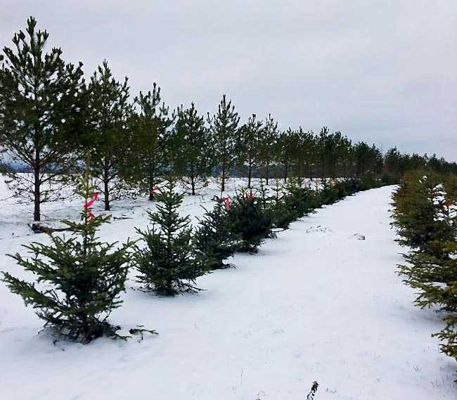 Пополнение в питомнике «Большое Заозерье»