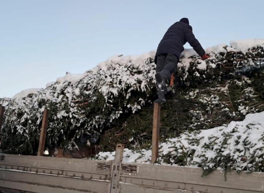 Зимняя посадка крупномеров на частной территории