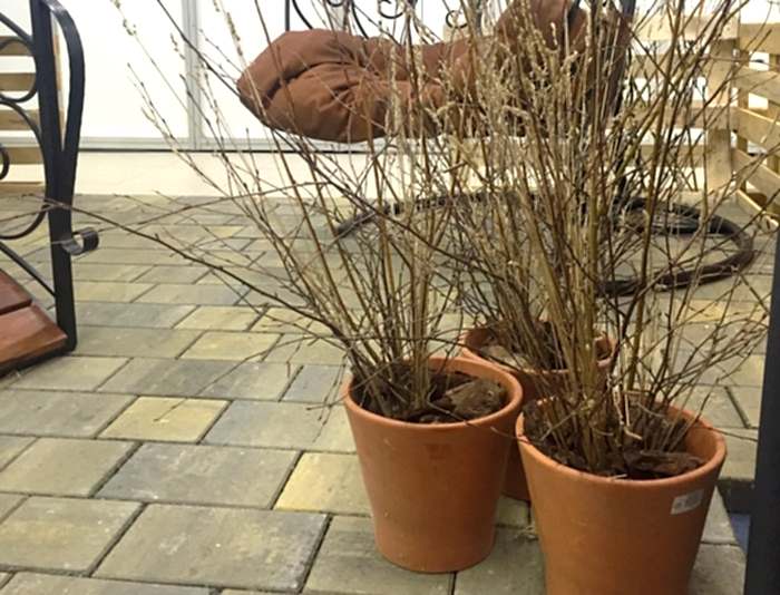 Фотографии с площадки «Живой квартал загородной жизни»