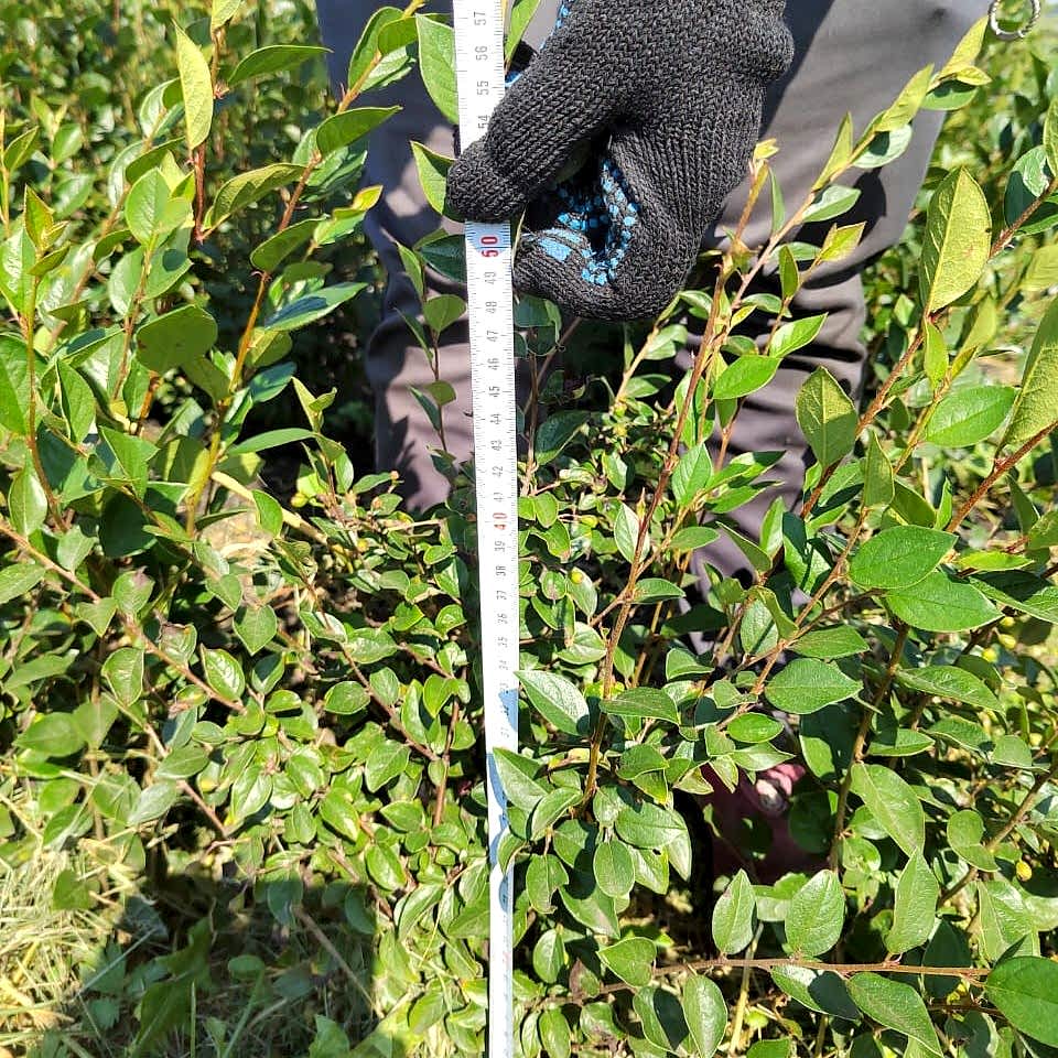 Кизильник блестящий 60-80 см Кизильник блестящий 60-80 см