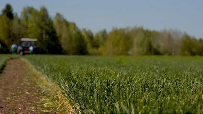 Начало сезона срезки рулонного газона в 2024 году Начало сезона срезки рулонного газона в 2024 году