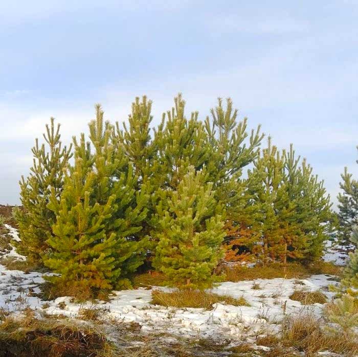 Крупномеры в наличии