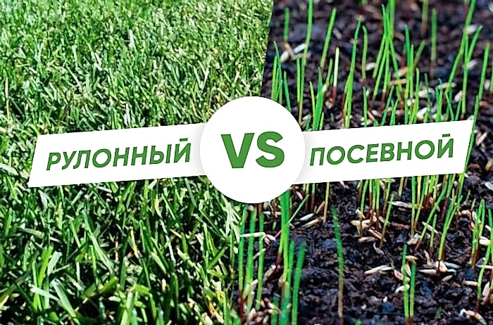 Рулонный газон или Посевной газон? Что лучше взять?