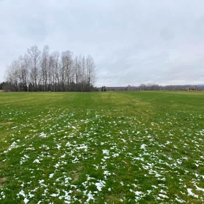 Рулонный газон в ноябре 2023