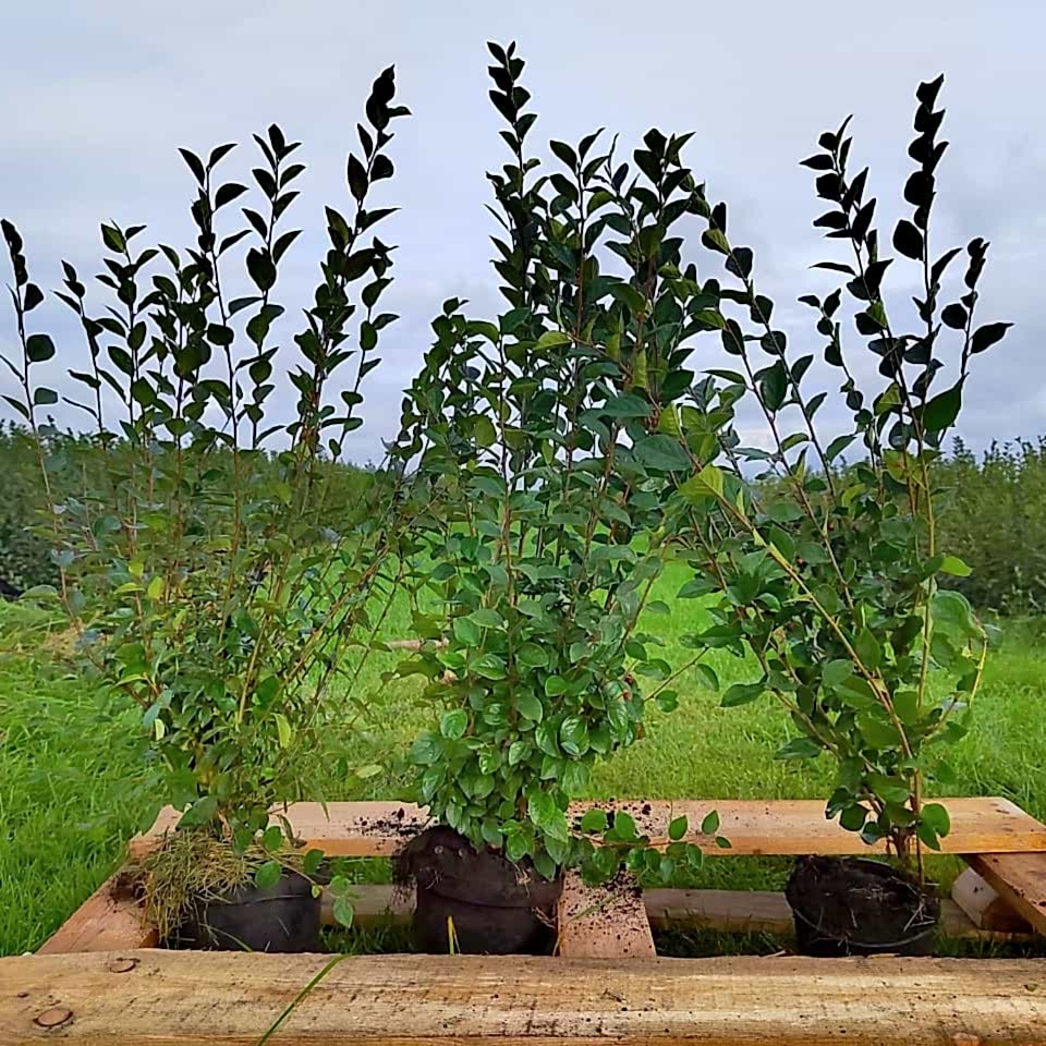 Кизильник блестящий 80-100 см Кизильник блестящий 80-100 см