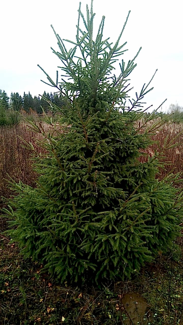 Ель обыкновенная/ Pícea ábies Ель обыкновенная/ Pícea ábies