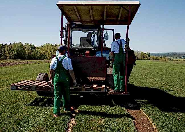 Производитель рулонного газона - Газоны Урала