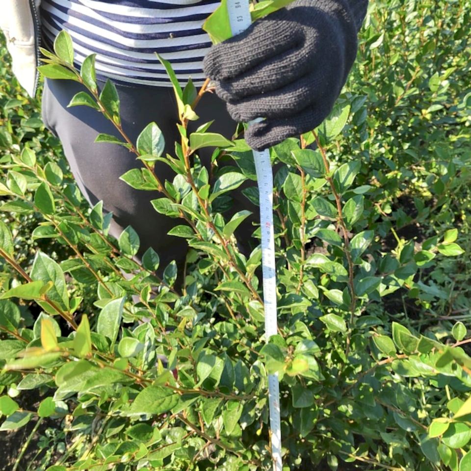 Кизильник блестящий 80-100 см Кизильник блестящий 80-100 см