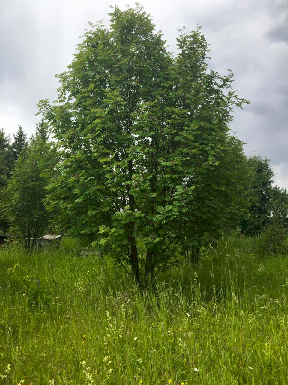 Рябина обыкновенная/ Sórbus aucupária Рябина обыкновенная/ Sórbus aucupária