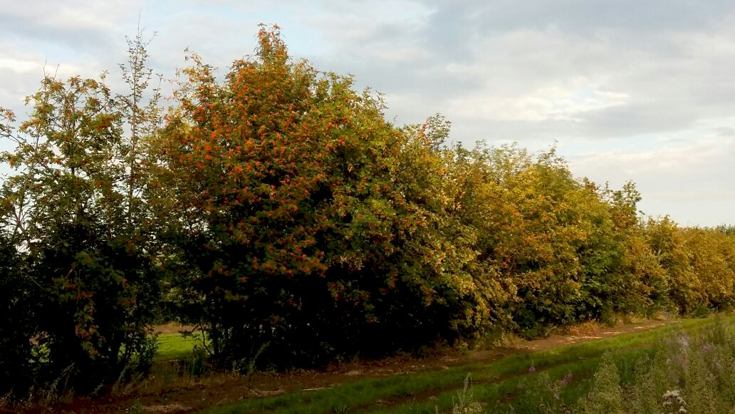Рябина обыкновенная/ Sórbus aucupária Рябина обыкновенная/ Sórbus aucupária