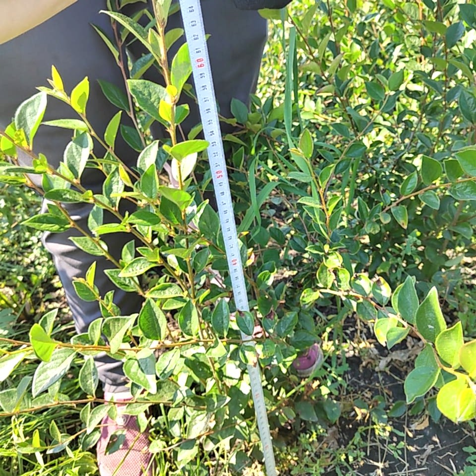 Кизильник блестящий 60-80 см Кизильник блестящий 60-80 см