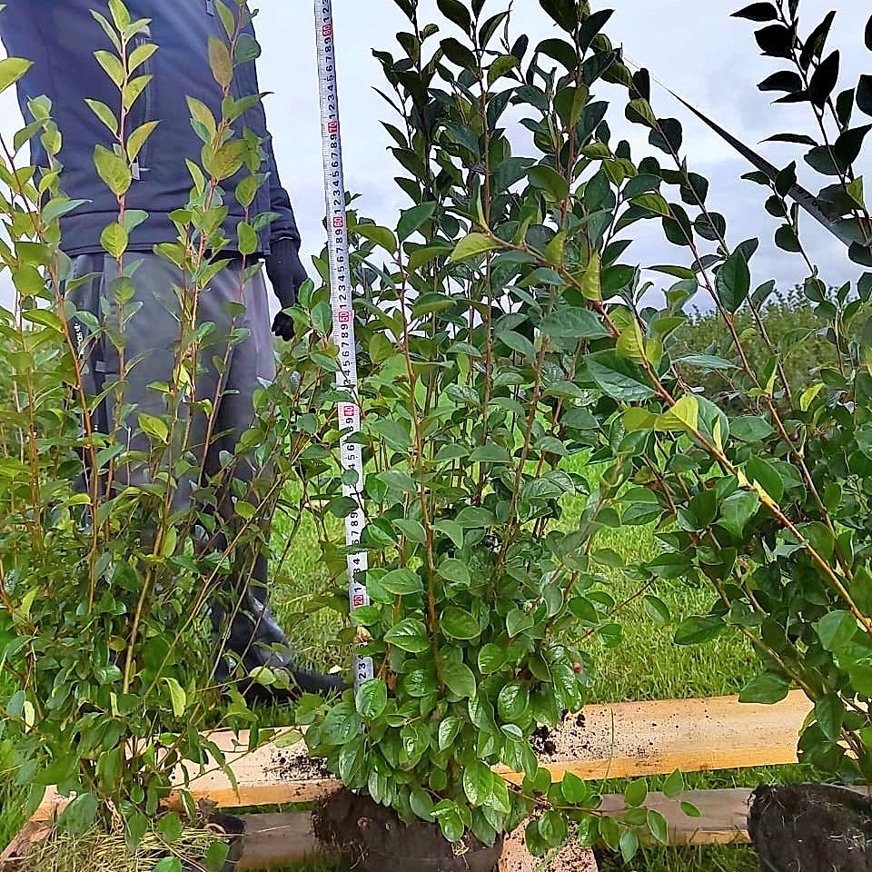 Кизильник блестящий 80-100 см Кизильник блестящий 80-100 см