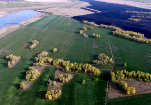 Фотографии производства рулонного газона в с. Верхняя Кабанка